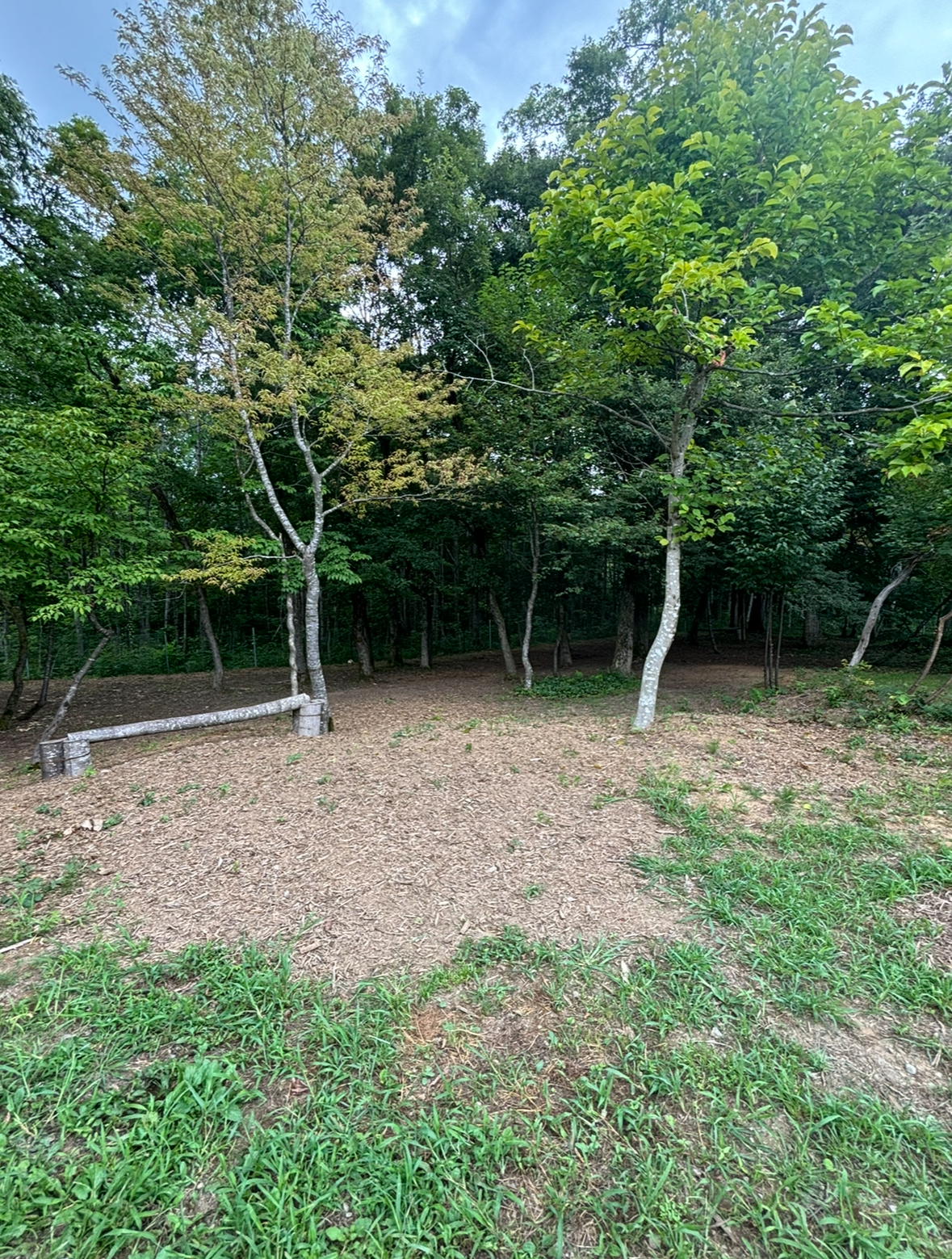 MOLLY木陰のあるドッグランの画像