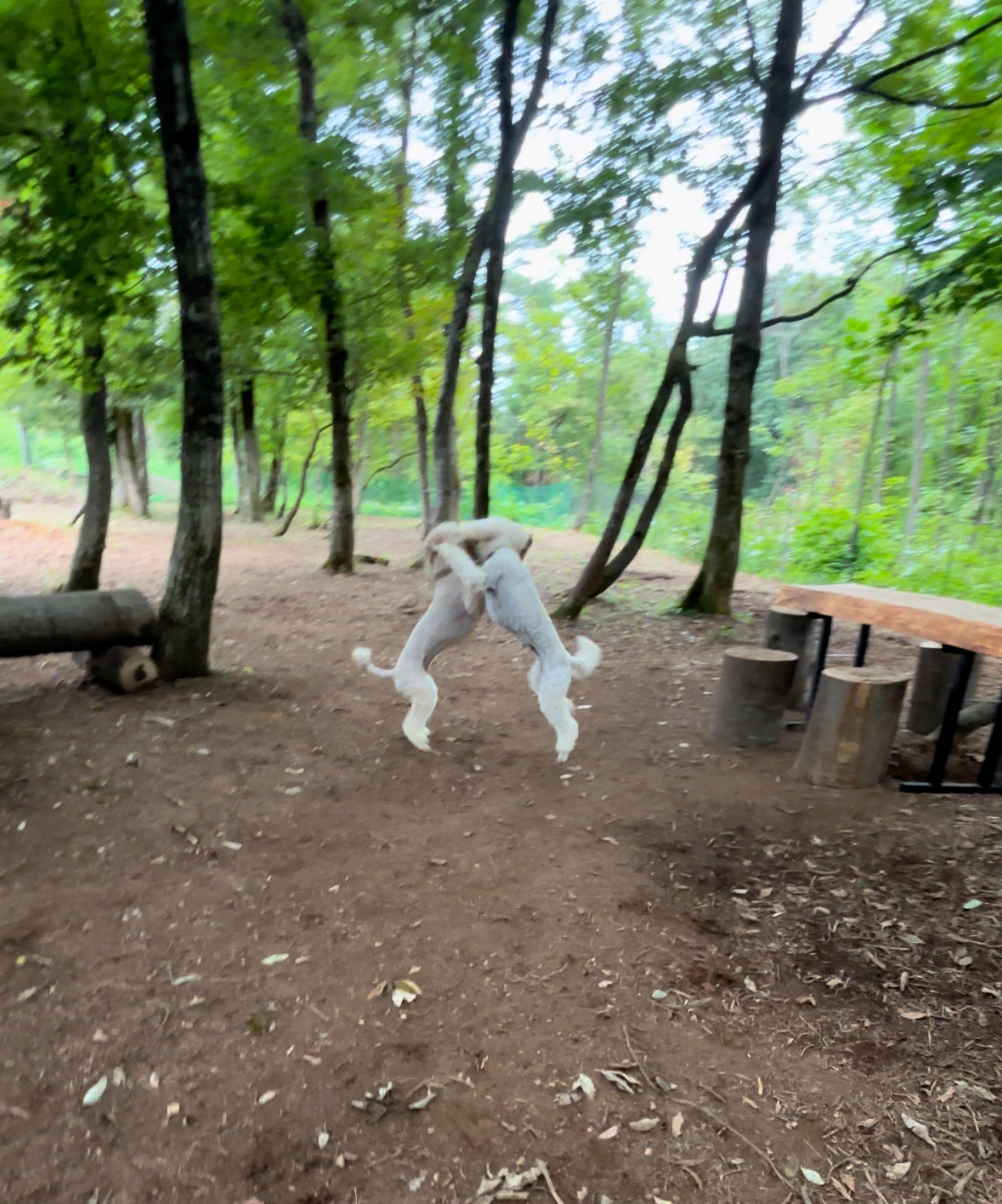 MOLLY木陰のあるドッグランの画像4