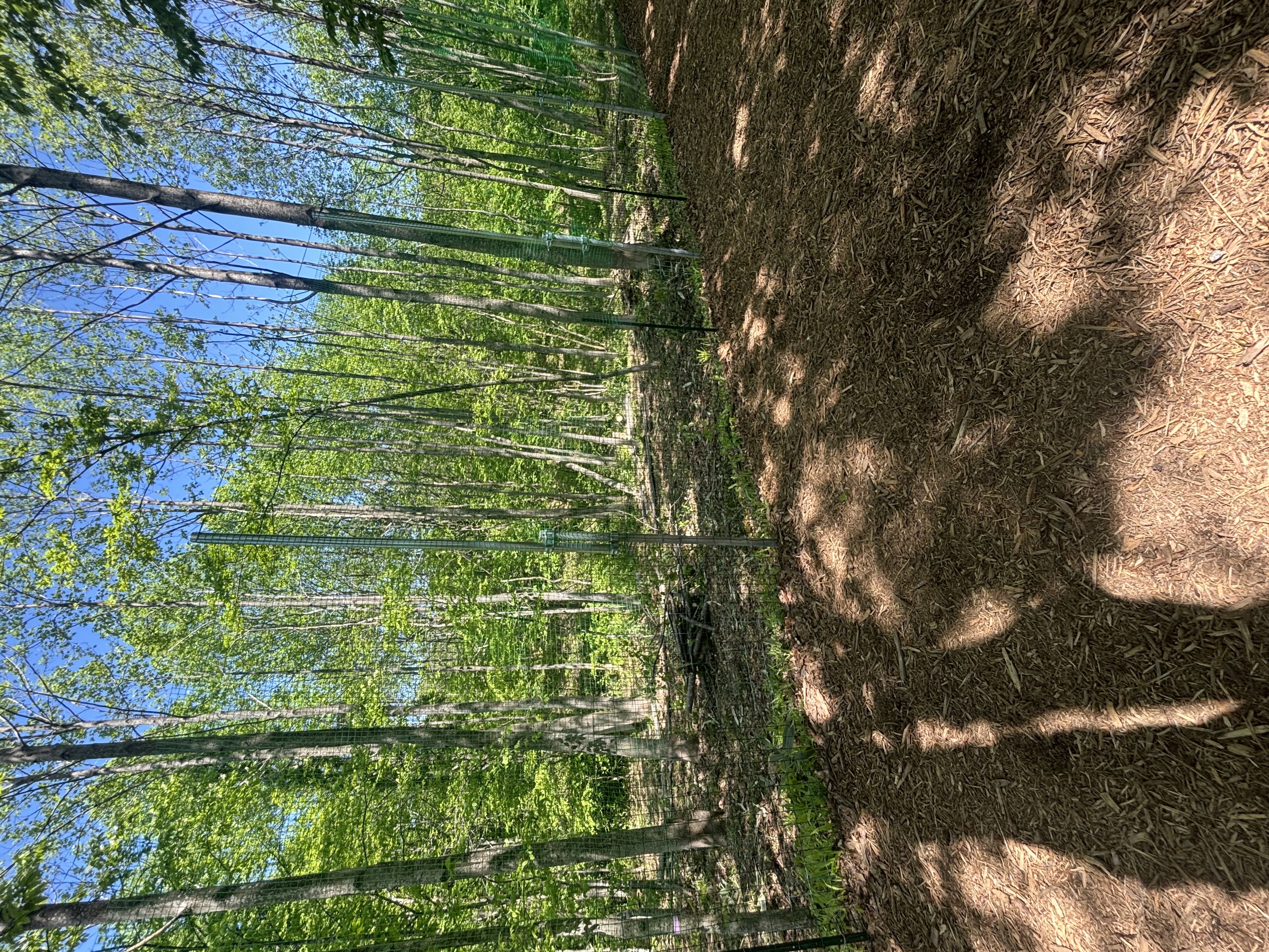 MOLLY木陰のあるドッグランの画像5