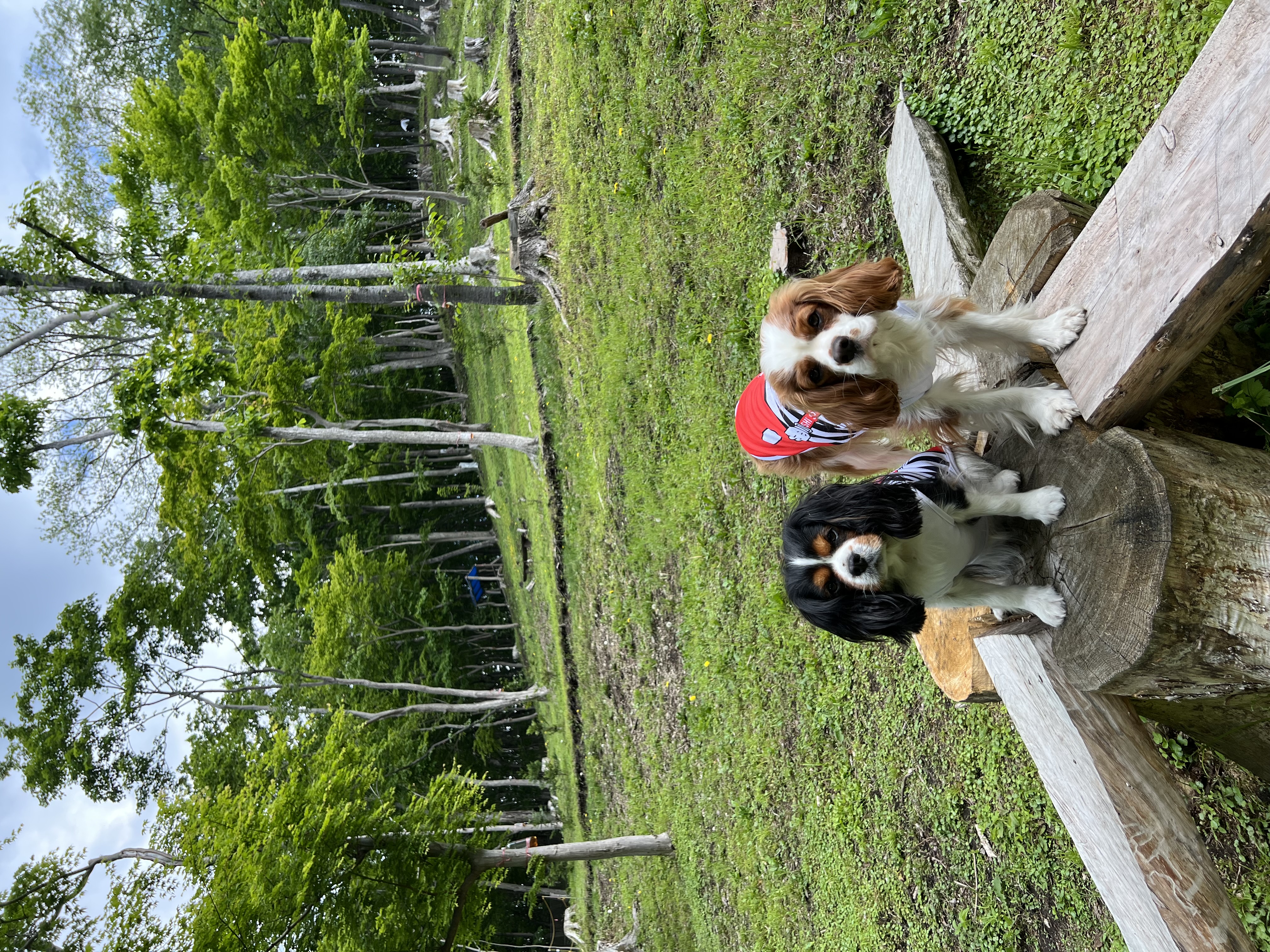 ドッグランもなかの森の画像