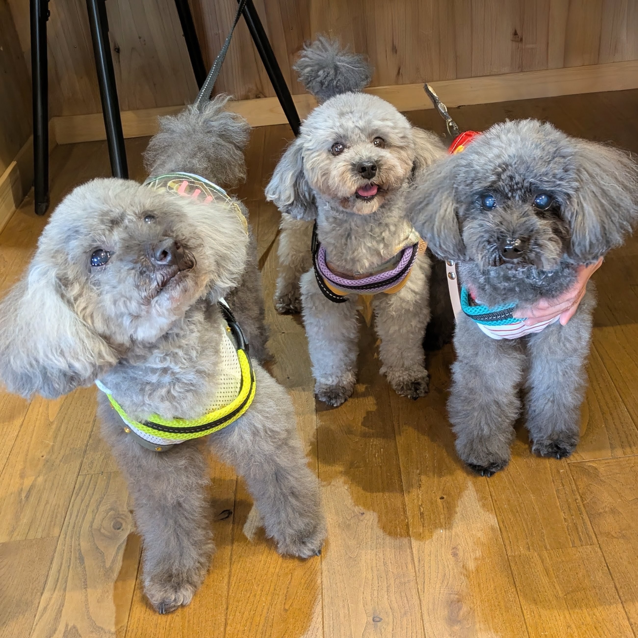 Dog cafeあのぴの画像2