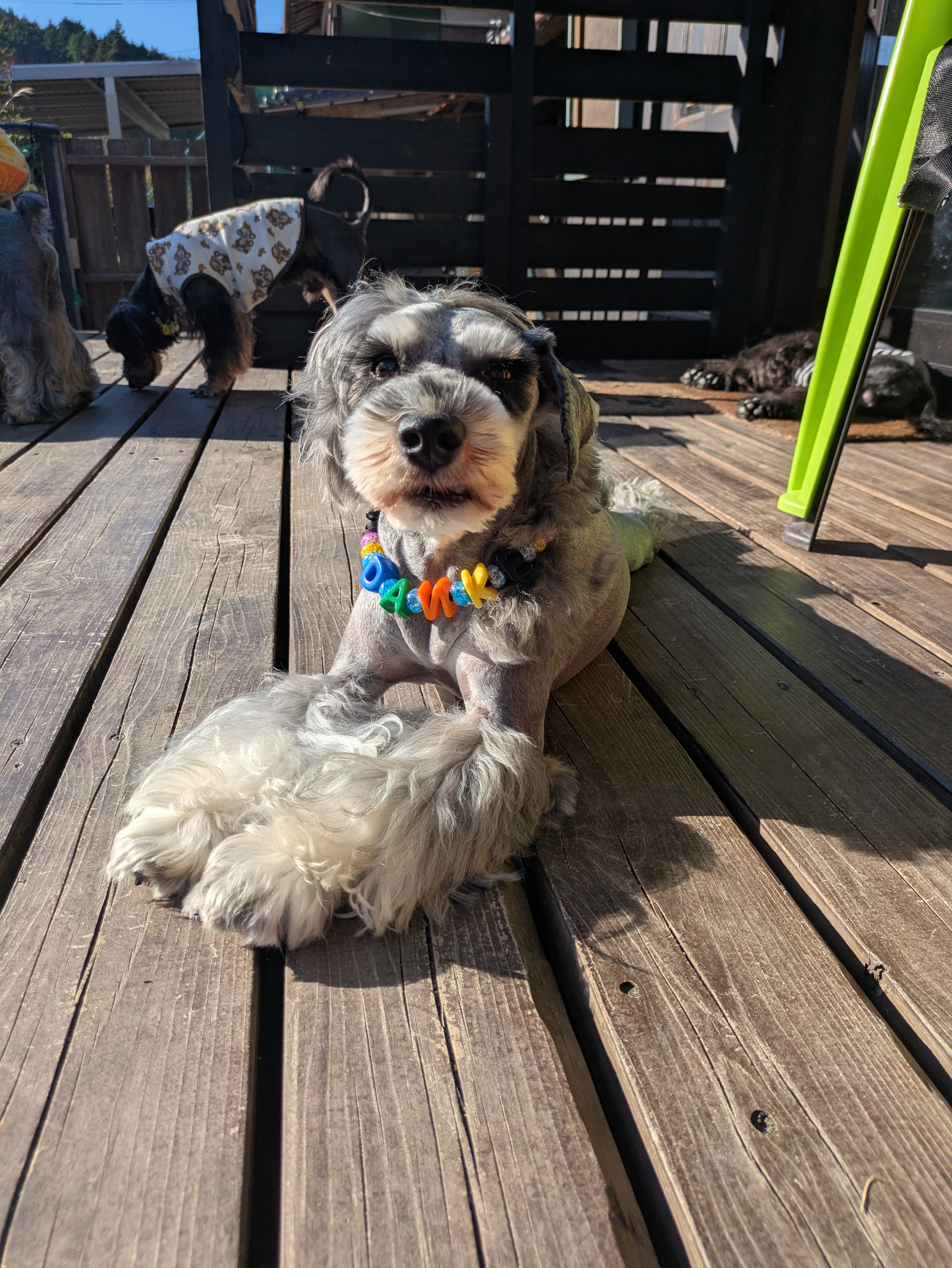 Dog cafeあのぴの画像3