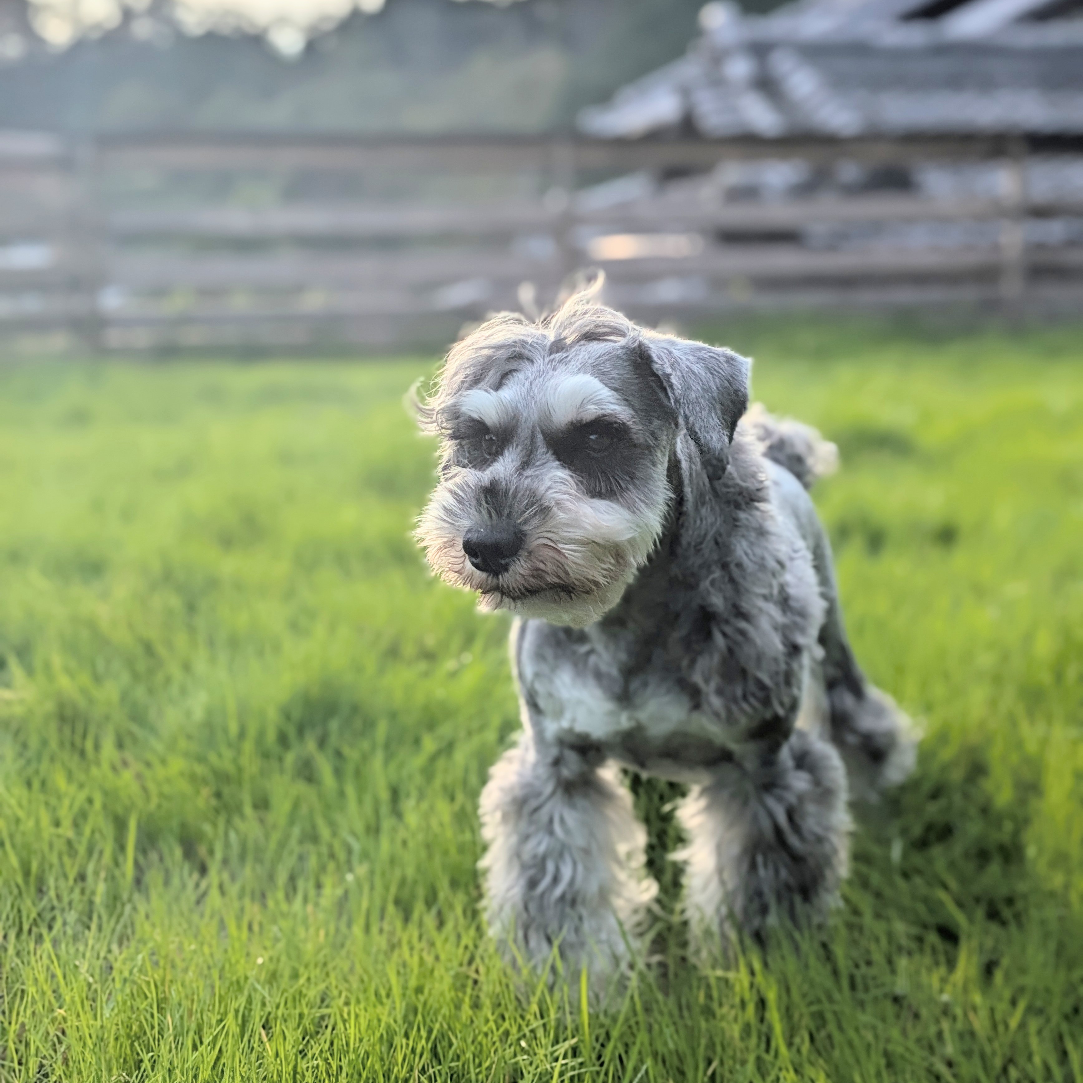 Dog cafeあのぴの画像4