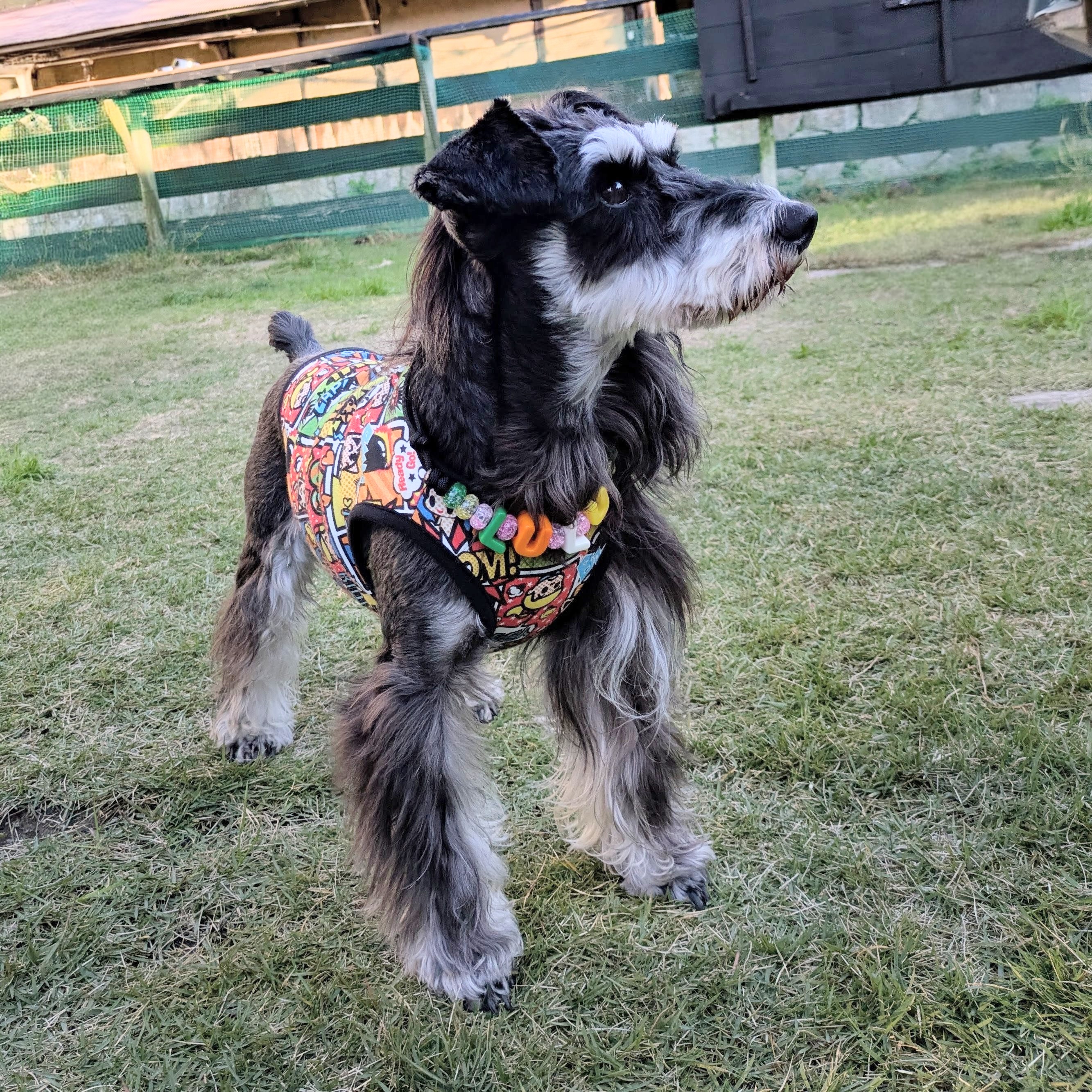 Dog cafeあのぴの画像5