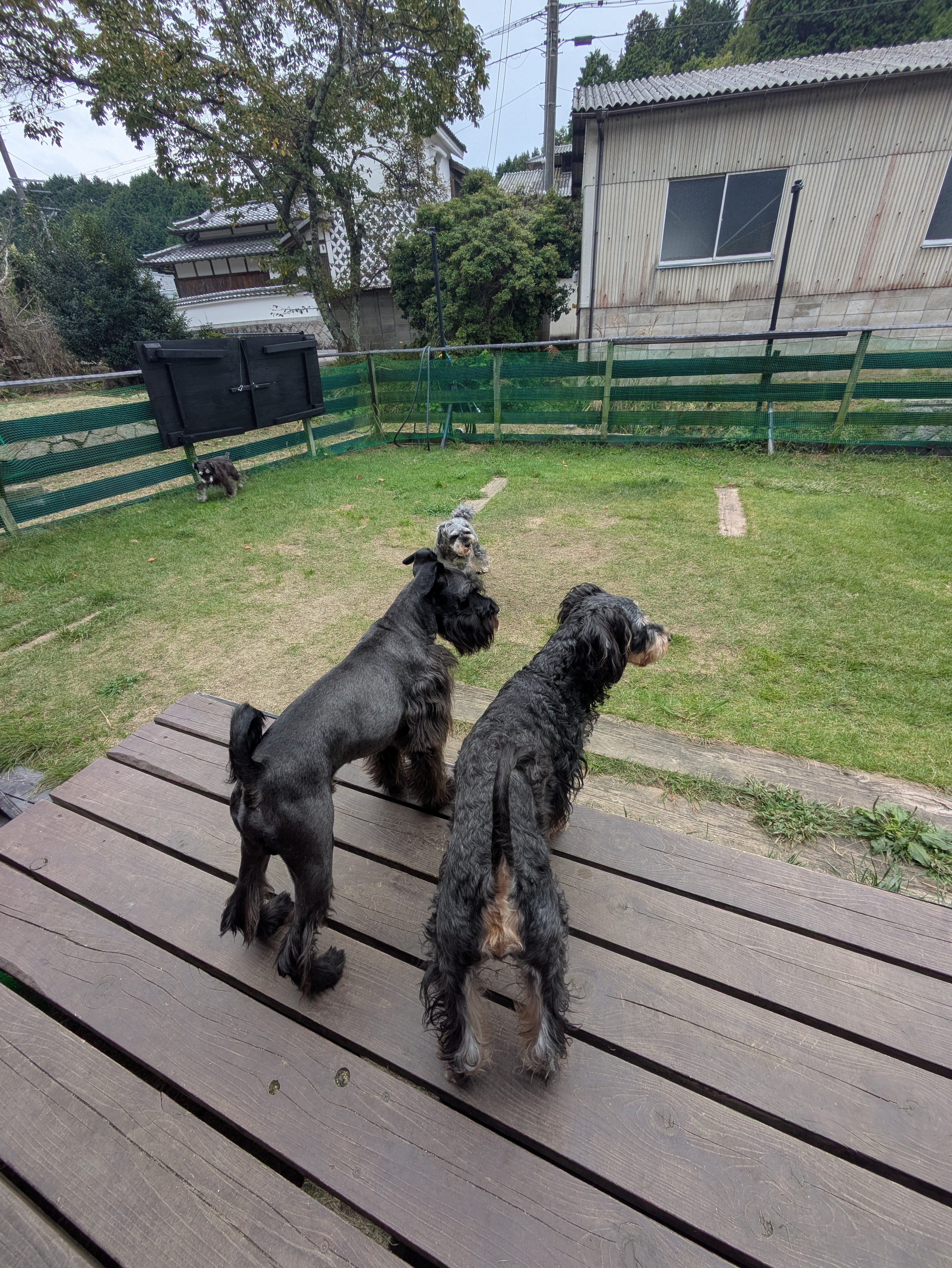 Dog cafeあのぴの画像6