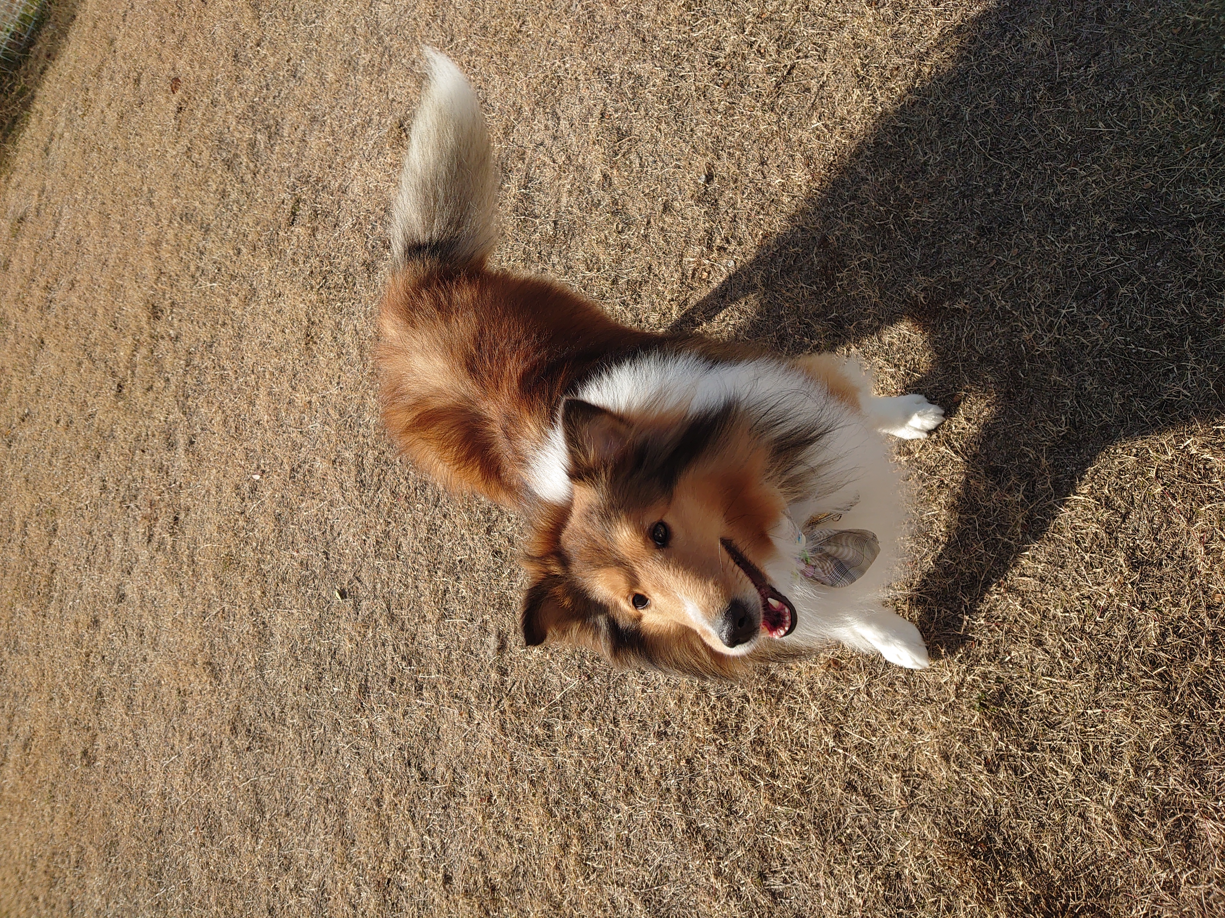 ペットホテルWINの画像3