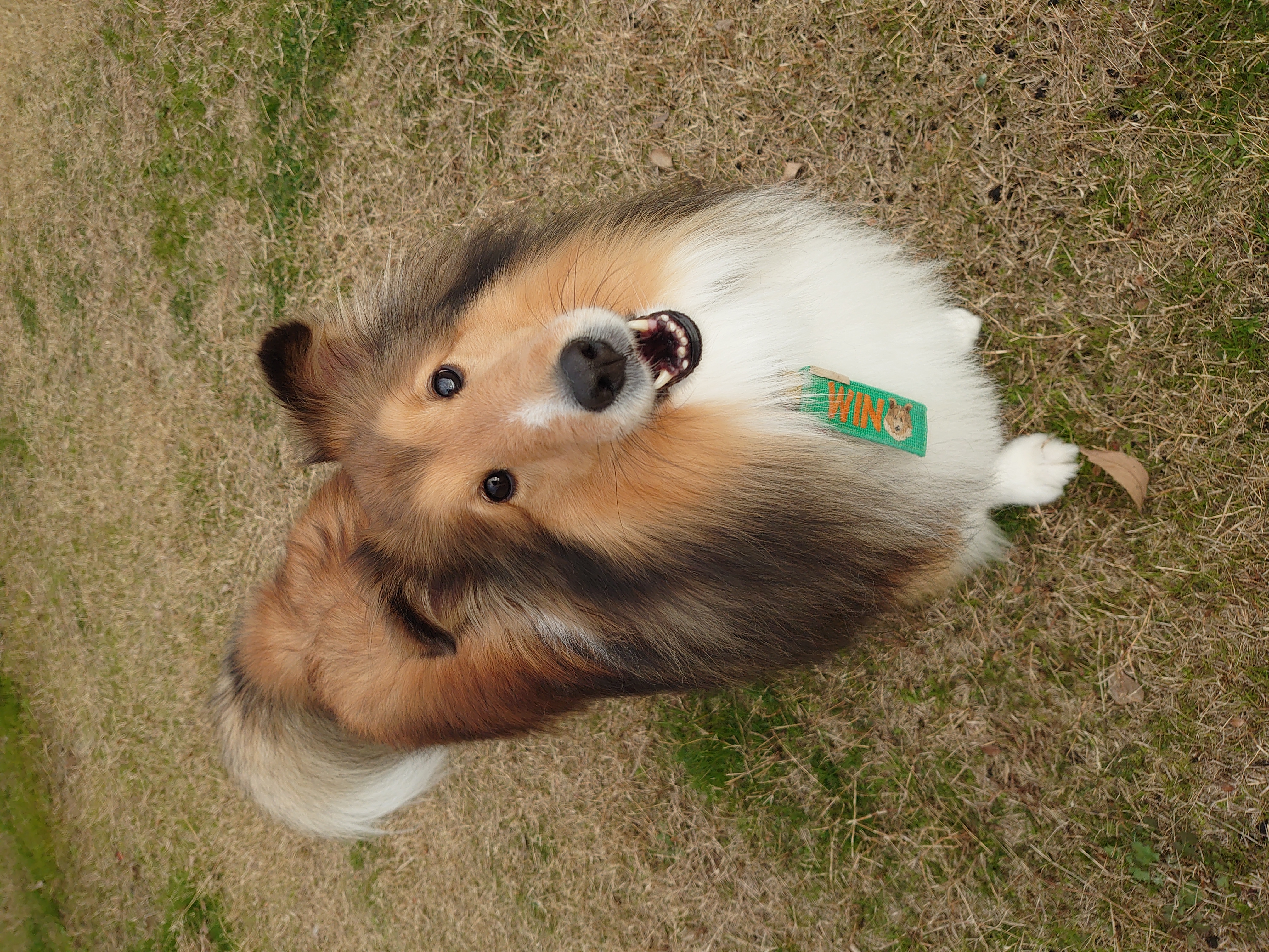 ペットホテルWINの画像4