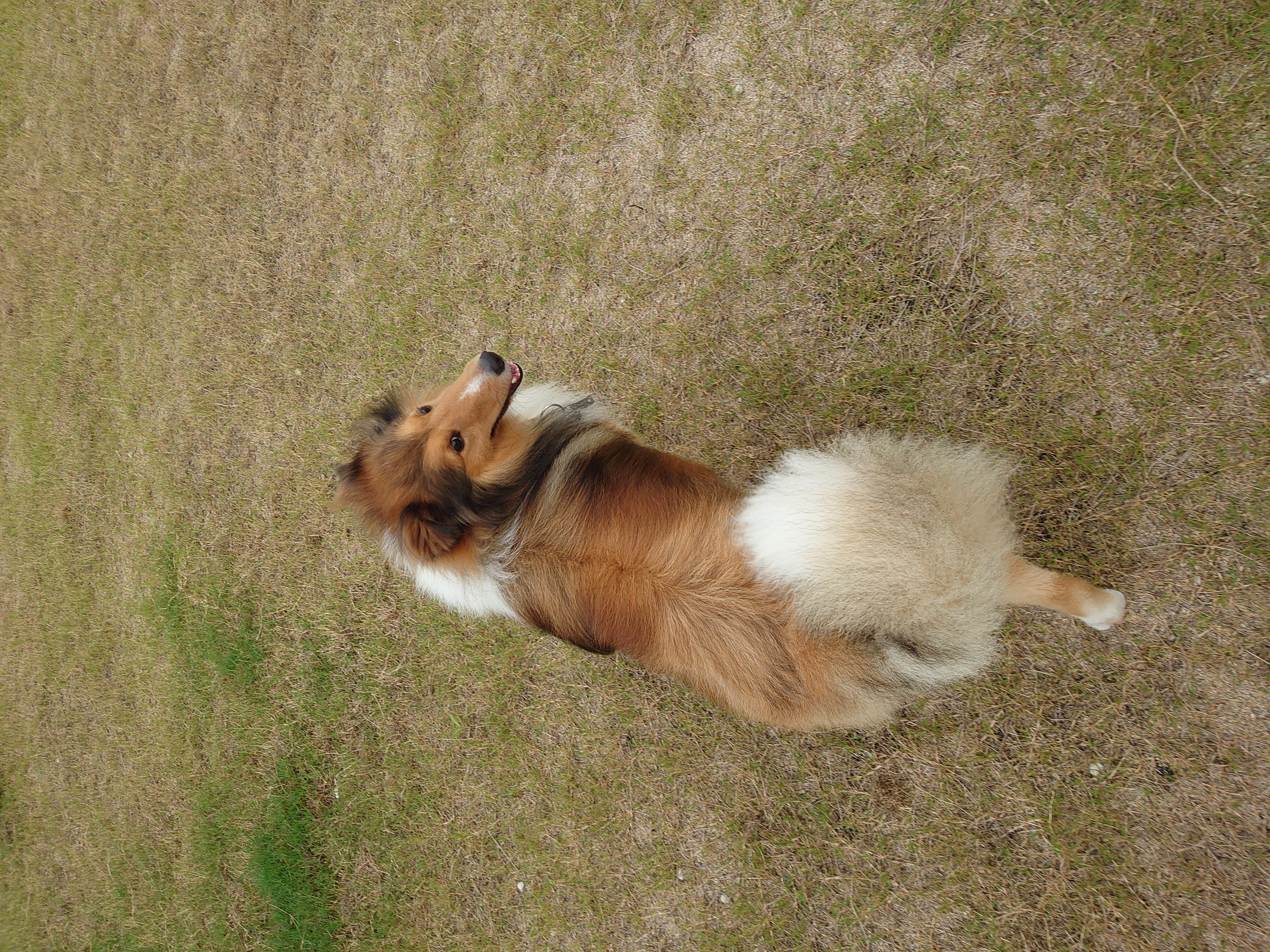 ペットホテルWINの画像5