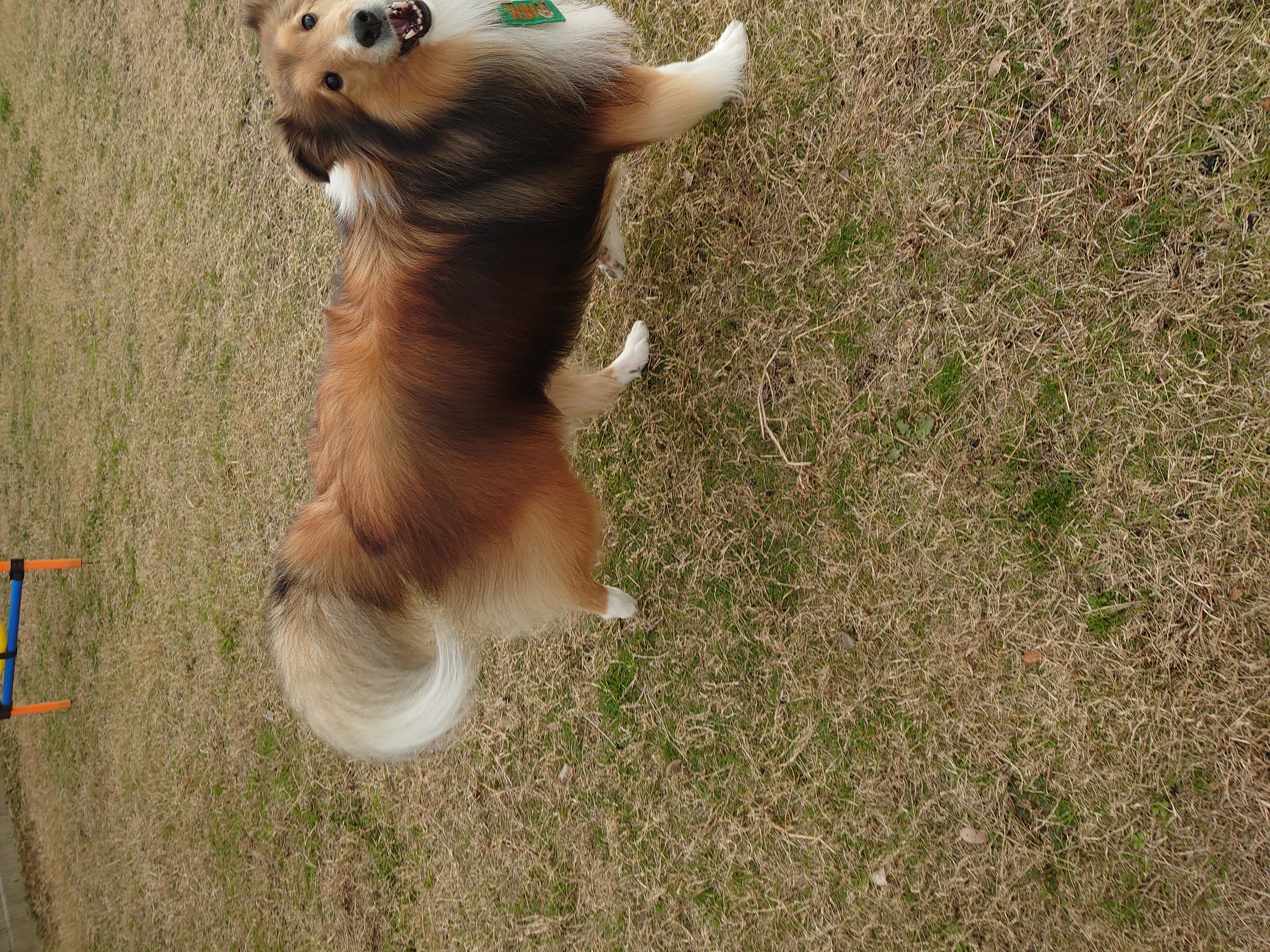 ペットホテルWINの画像6