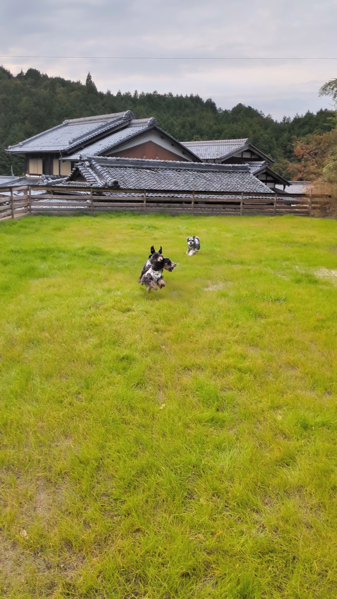 Dog cafeあのぴの画像