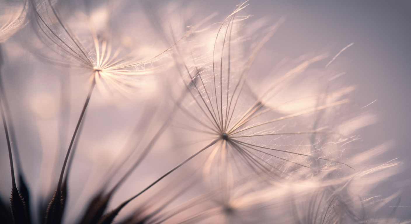 年齢を重ねた体の繊細さを象徴する、タンポポの綿毛の複雑で美しい構造を捉えた抽象的な写真。